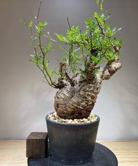 TK　パキプス　ベアルート 塊根植物専門『ハコネコオークション』開催中