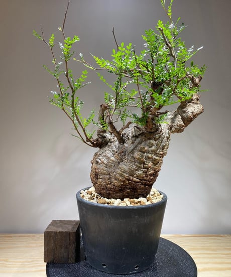 オペルクリカリア パキプス／Operculicarya pachypus　発根済　(商品番号PP-67)