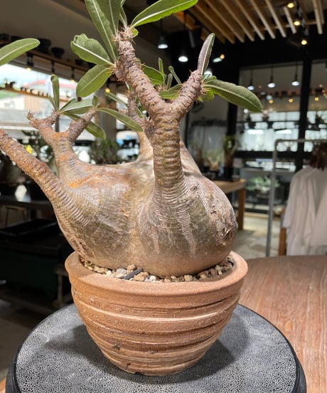 パキポディウム グラキリス　Pachypodium gracilius 　発根済　(gk-561)鉢：姫野翔太
