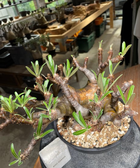 パキポディウム グラキリス　Pachypodium gracilius 　発根済　(gk-534)
