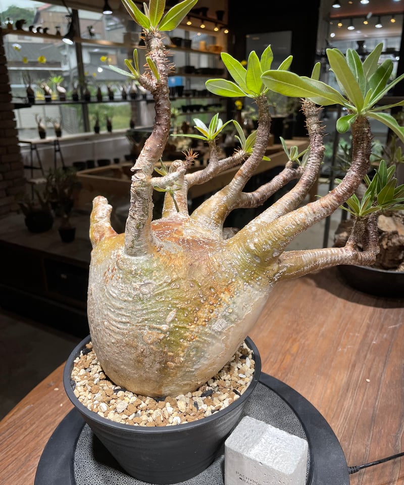 パキポディウム グラキリス Pachypodium gracilius 発根済 (gk-46