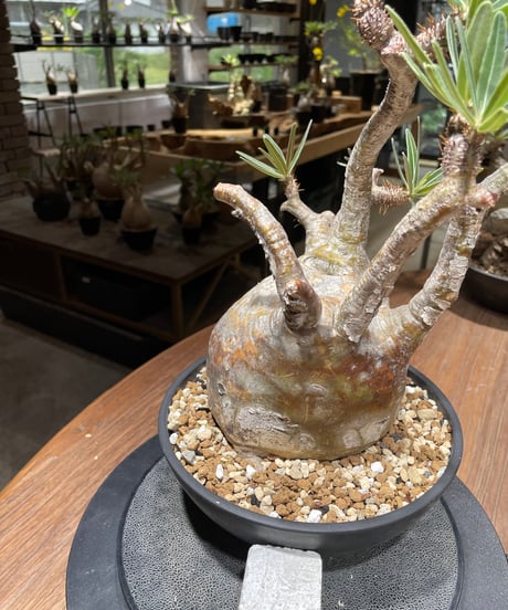 パキポディウム グラキリス　Pachypodium gracilius 　発根済　(gk-463)