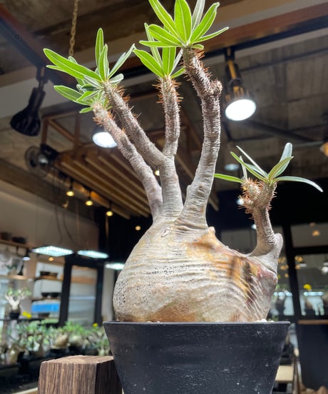 パキポディウム グラキリス　Pachypodium gracilius 　発根済　(gk-235)