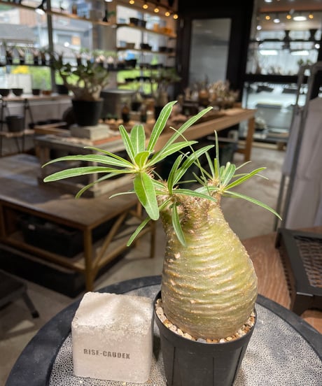 パキポディウム グラキリス　Pachypodium gracilius 　発根済　(gk-502）
