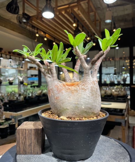 パキポディウム グラキリス　Pachypodium gracilius 　発根済　(gk-261)