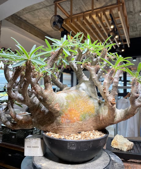 パキポディウム グラキリス　Pachypodium gracilius 　発根済　(gk-496）