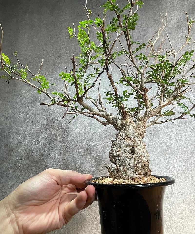 オペルクリカリア パキプス／Operculicarya pachypus 発根済 (塊根幅6c