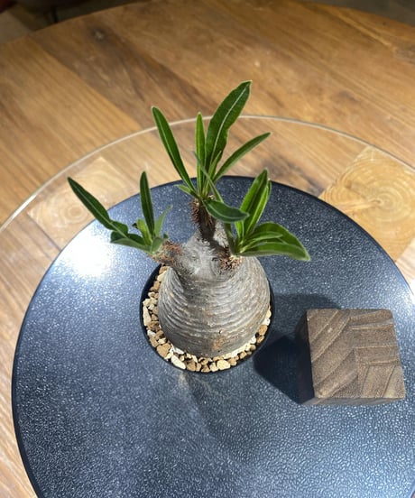 パキポディウム グラキリス　Pachypodium gracilius 　発根済　(塊根幅約6ｃｍ)　(商品番号gk-191)