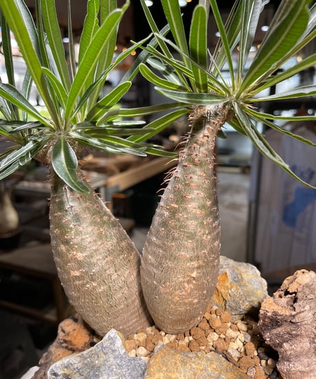 パキポディウム グラキリス　2頭　Pachypodium gracilius 　発根済　(gk-507）