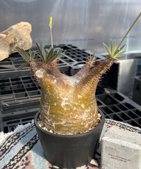 パキポディウム グラキリス　Pachypodium gracilius 　発根済　(gk-422)