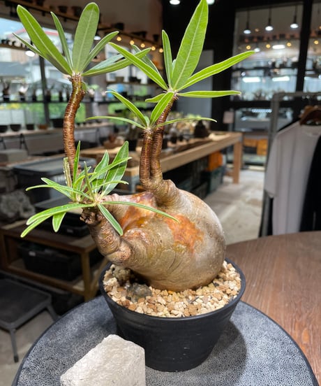 パキポディウム グラキリス　Pachypodium gracilius 　発根済　(gk-523）