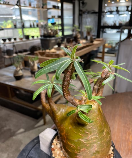 パキポディウム グラキリス　Pachypodium gracilius 　発根済　(gk-484)