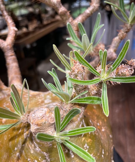 パキポディウム グラキリス　Pachypodium gracilius 　発根済　(gk-448）