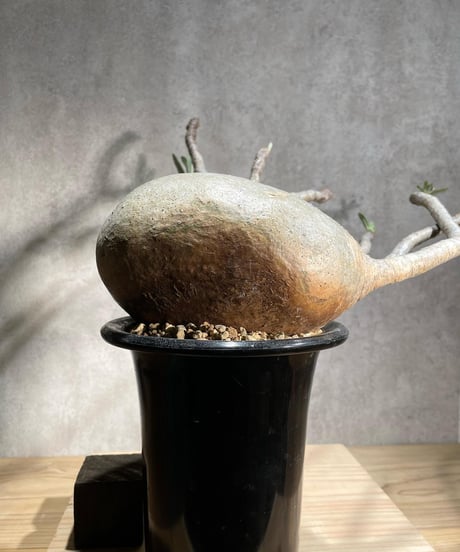 パキポディウム グラキリス　Pachypodium gracilius 　発根済　(商品番号gk-90)