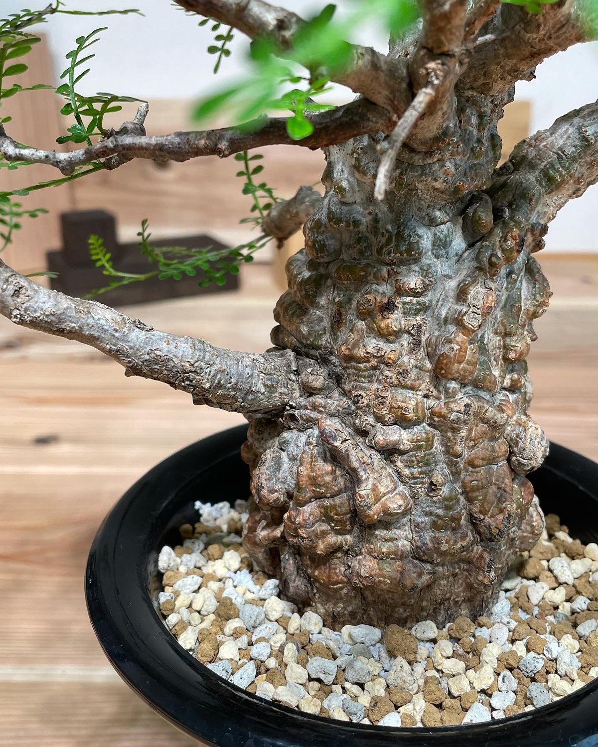 Operculicarya pachypus パキプス　根差し 現品限り】オペルクリカリア・パキプス 根挿し 大【F74