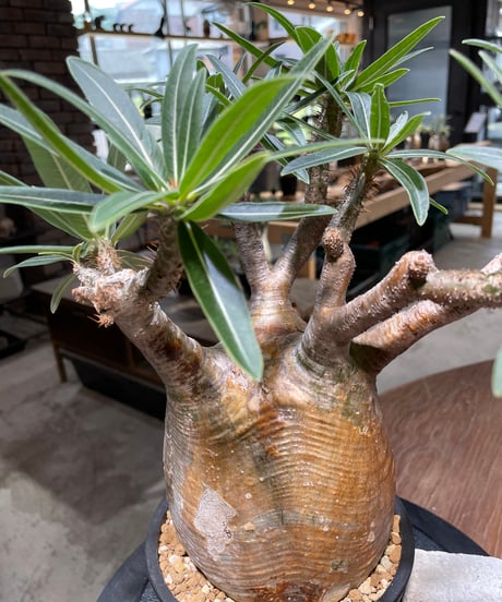 パキポディウム グラキリス　Pachypodium gracilius 　発根済　(gk-478)