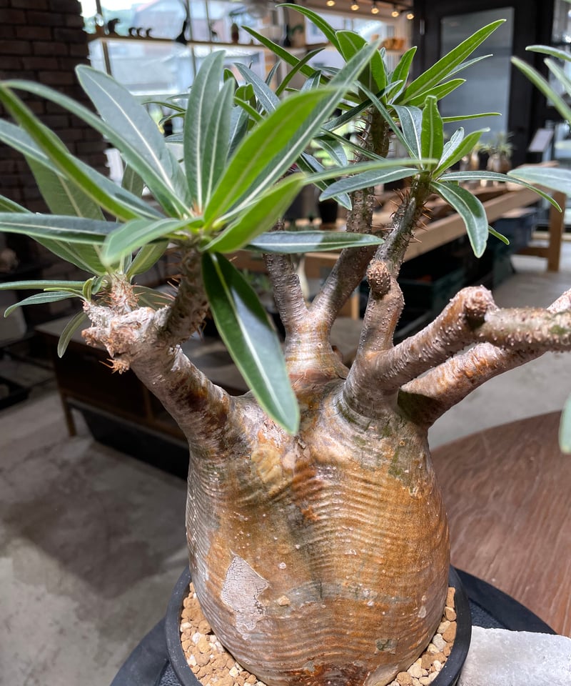 ザ*）様 パキポディウム グラキリス 発根済pachypodhium Graci パキポディウム グラキリス Pachypodium gracilius 発根済 (gk-47