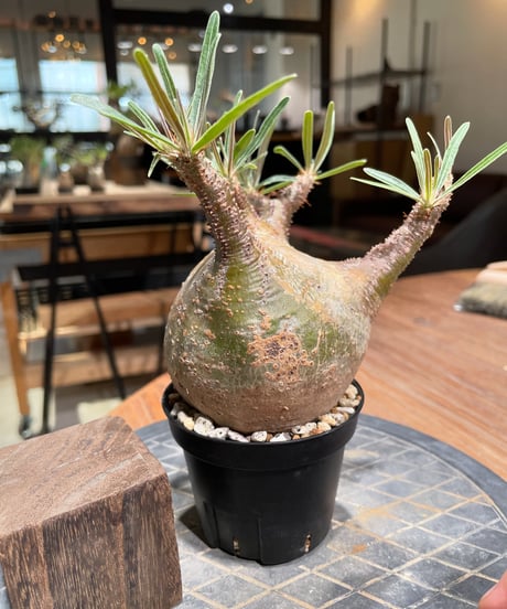 パキポディウム グラキリス　Pachypodium gracilius 　発根済　(gk-382)