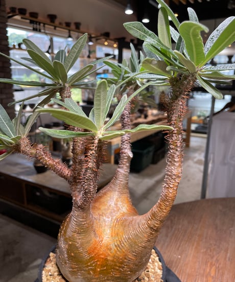 パキポディウム グラキリス　Pachypodium gracilius 　発根済　(gk-485)