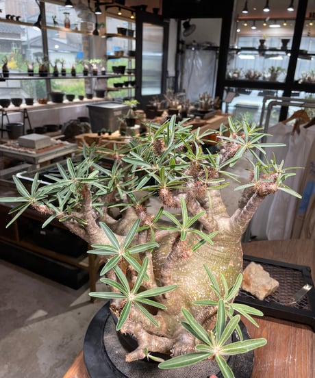 パキポディウム グラキリス　Pachypodium gracilius 　発根済　(gk-496）