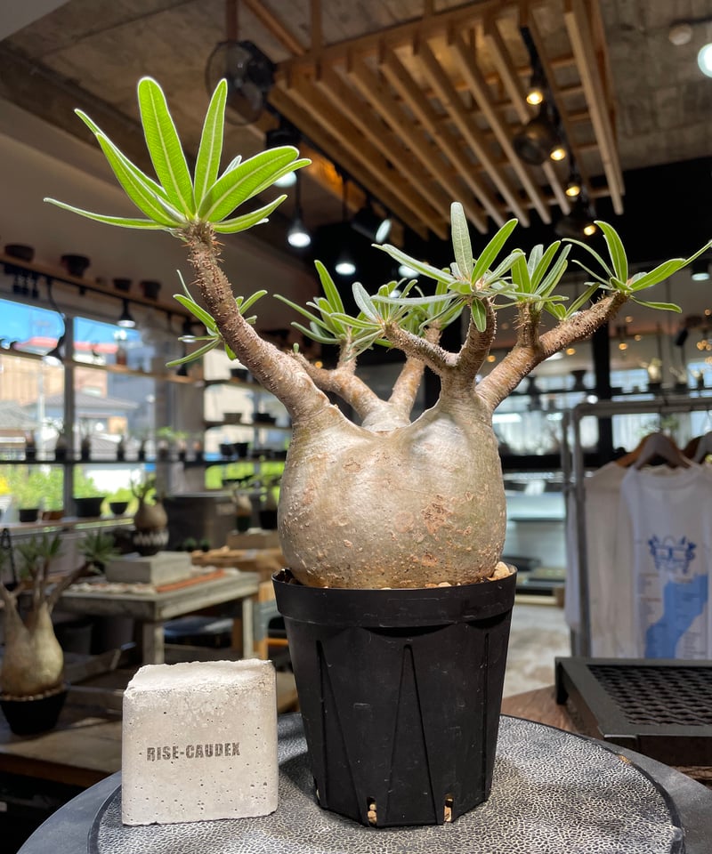 パキポディウム グラキリス Pachypodium gracilius 発根済 (gk-50