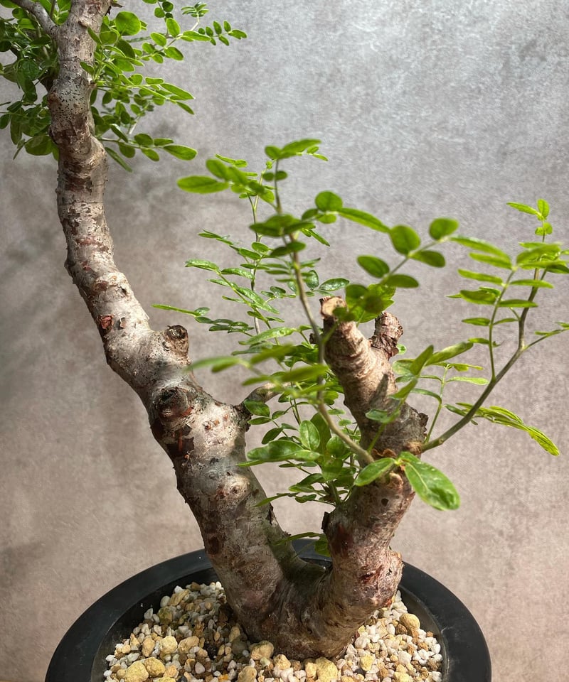 コミフォラ モンストローサ /Commiphora monstrosa 発根済 (幹幅 コミフォラ モンストローサ /Commiphora monstrosa 発根済 (幹幅