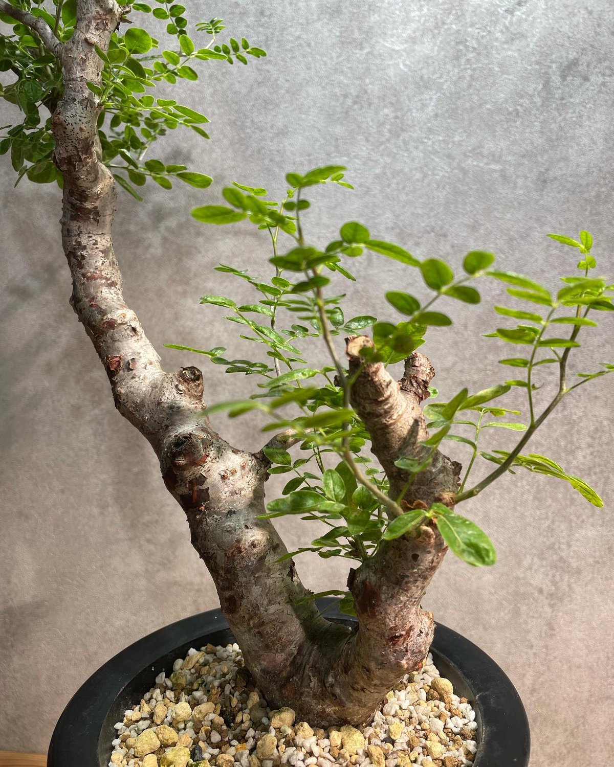 コミフォラ モンストローサ /Commiphora monstrosa 発根済 (幹幅 コミフォラ モンストローサ /Commiphora monstrosa 発根済 (幹幅