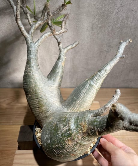パキポディウム グラキリス　Pachypodium gracilius 　発根済　(商品番号gk-94)