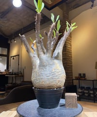 パキポディウム グラキリス　Pachypodium gracilius 　発根済　(商品番号gk-183)