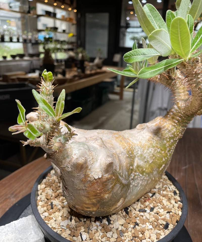 パキポディウム グラキリス Pachypodium gracilius 発根済 (gk-44