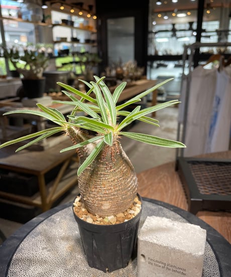 パキポディウム グラキリス　Pachypodium gracilius 　発根済　(gk-500）
