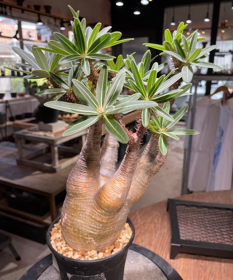 パキポディウム グラキリス　Pachypodium gracilius 　発根済　(gk-504）