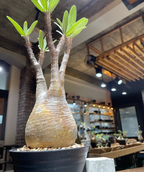 パキポディウム グラキリス　Pachypodium gracilius 　発根済　(gk-453）