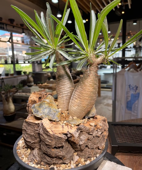 パキポディウム グラキリス　2頭　Pachypodium gracilius 　発根済　(gk-507）