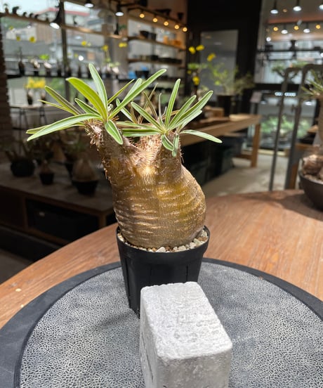 パキポディウム グラキリス　Pachypodium gracilius 　発根済　(gk-460)