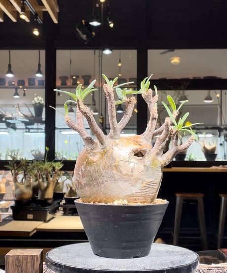 パキポディウム グラキリス　Pachypodium gracilius 　発根済　(gk-247)