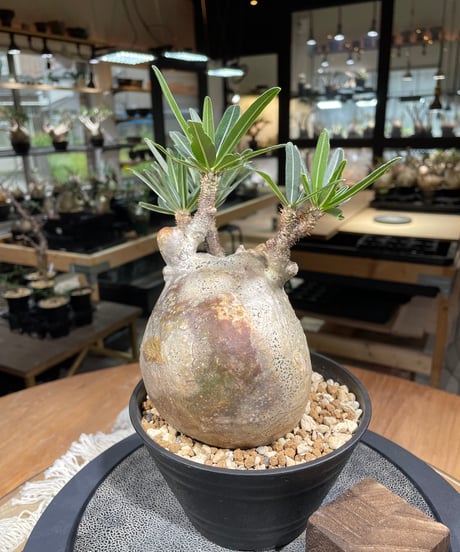 パキポディウム グラキリス　Pachypodium gracilius 　発根済　(gk-223)