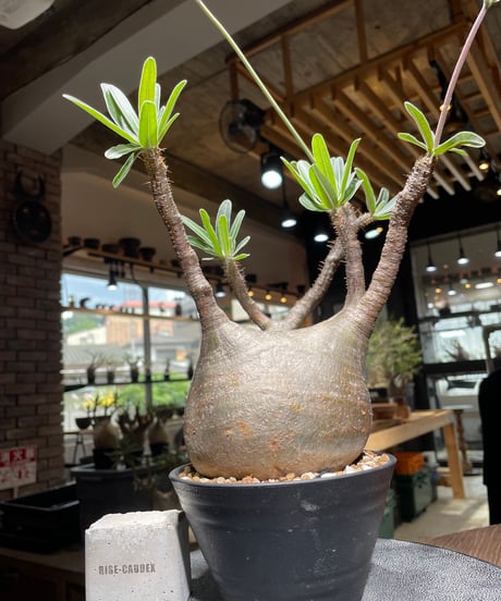 パキポディウム グラキリス　Pachypodium gracilius 　発根済　(gk-530)