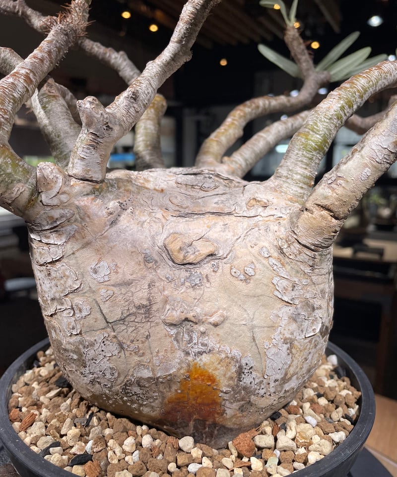 パキポディウム グラキリス Pachypodium gracilius 発根済 (gk-31