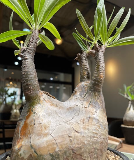 パキポディウム グラキリス　Pachypodium gracilius 　発根済　(gk-371)