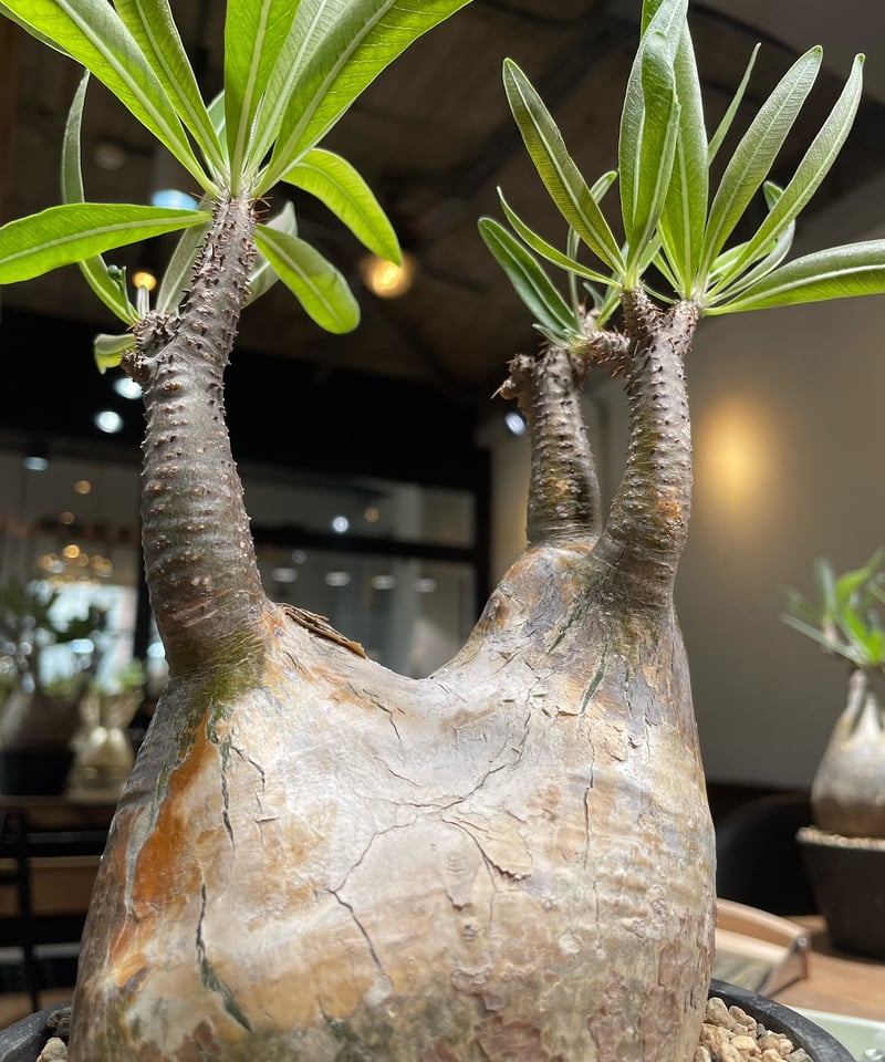 パキポディウム グラキリス Pachypodium gracilius 発根済 (gk-37