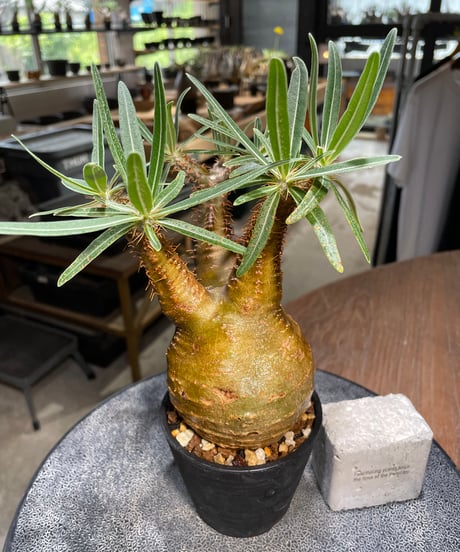 パキポディウム グラキリス　Pachypodium gracilius 　発根済　(gk-521）