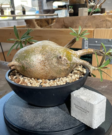 パキポディウム グラキリス　Pachypodium gracilius 　発根済　(gk-433)