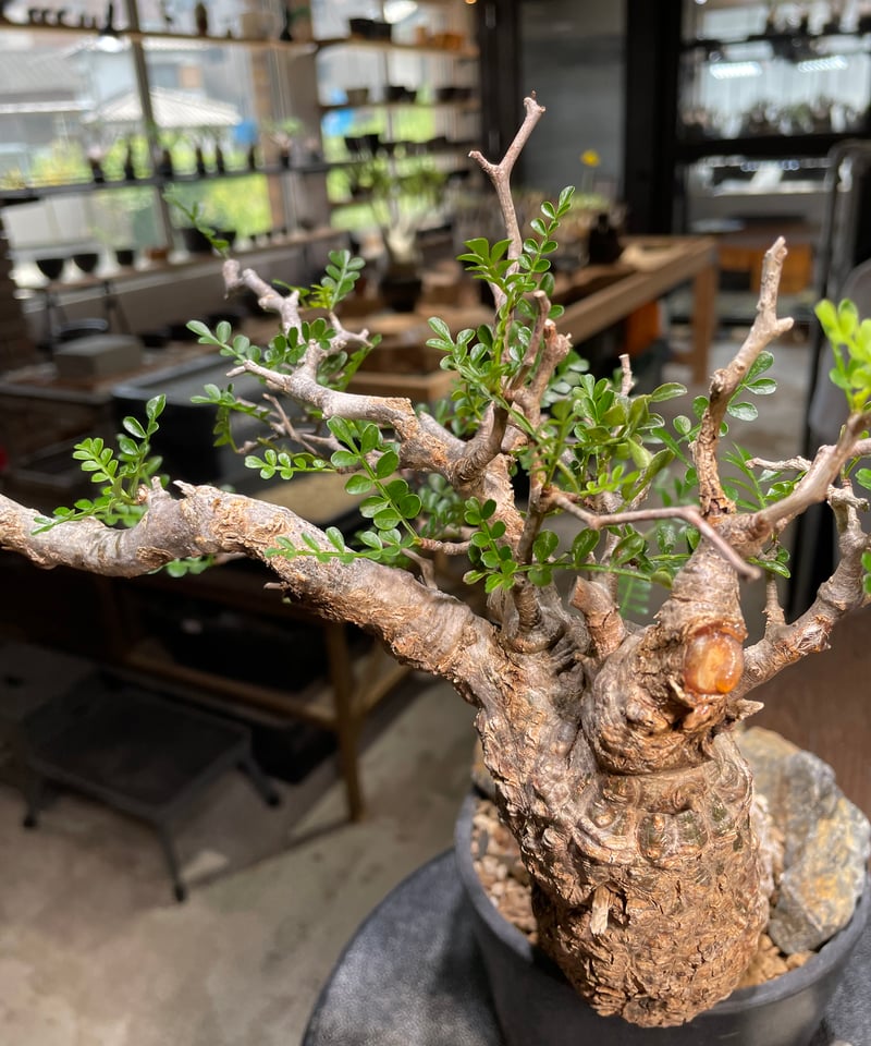 オペルクリカリア パキプス／Operculicarya pachypus 発根済 (商品番号P