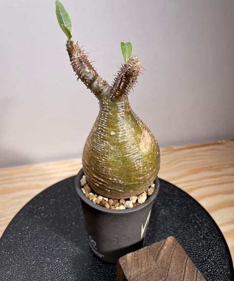 パキポディウム グラキリス　Pachypodium gracilius 　発根済　(商品番号gk-129valiem)VALIEM  (VALIEMタグ付き)