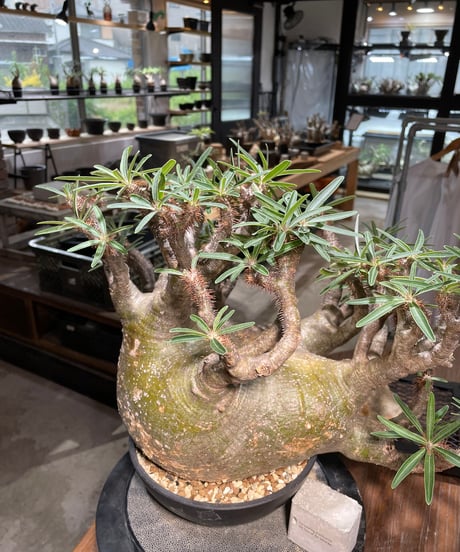 パキポディウム グラキリス　Pachypodium gracilius 　発根済　(gk-496）