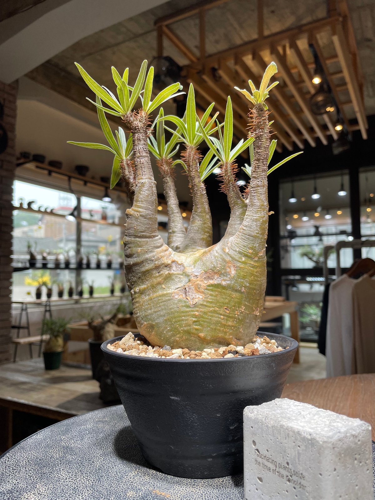 パキポディウム グラキリス Pachypodium gracilius 発根済 (gk-47