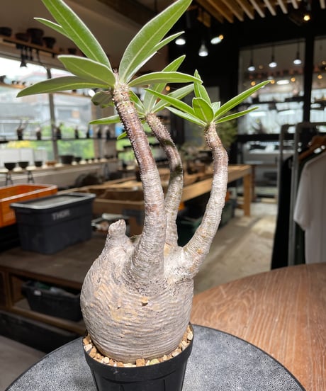 パキポディウム グラキリス　Pachypodium gracilius 　発根済　(gk-525）
