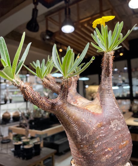 パキポディウム グラキリス　Pachypodium gracilius 　発根済　(gk-266)