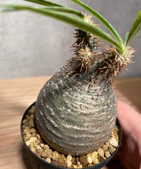 パキポディウム グラキリス　Pachypodium gracilius 　発根済　(商品番号gk-31)